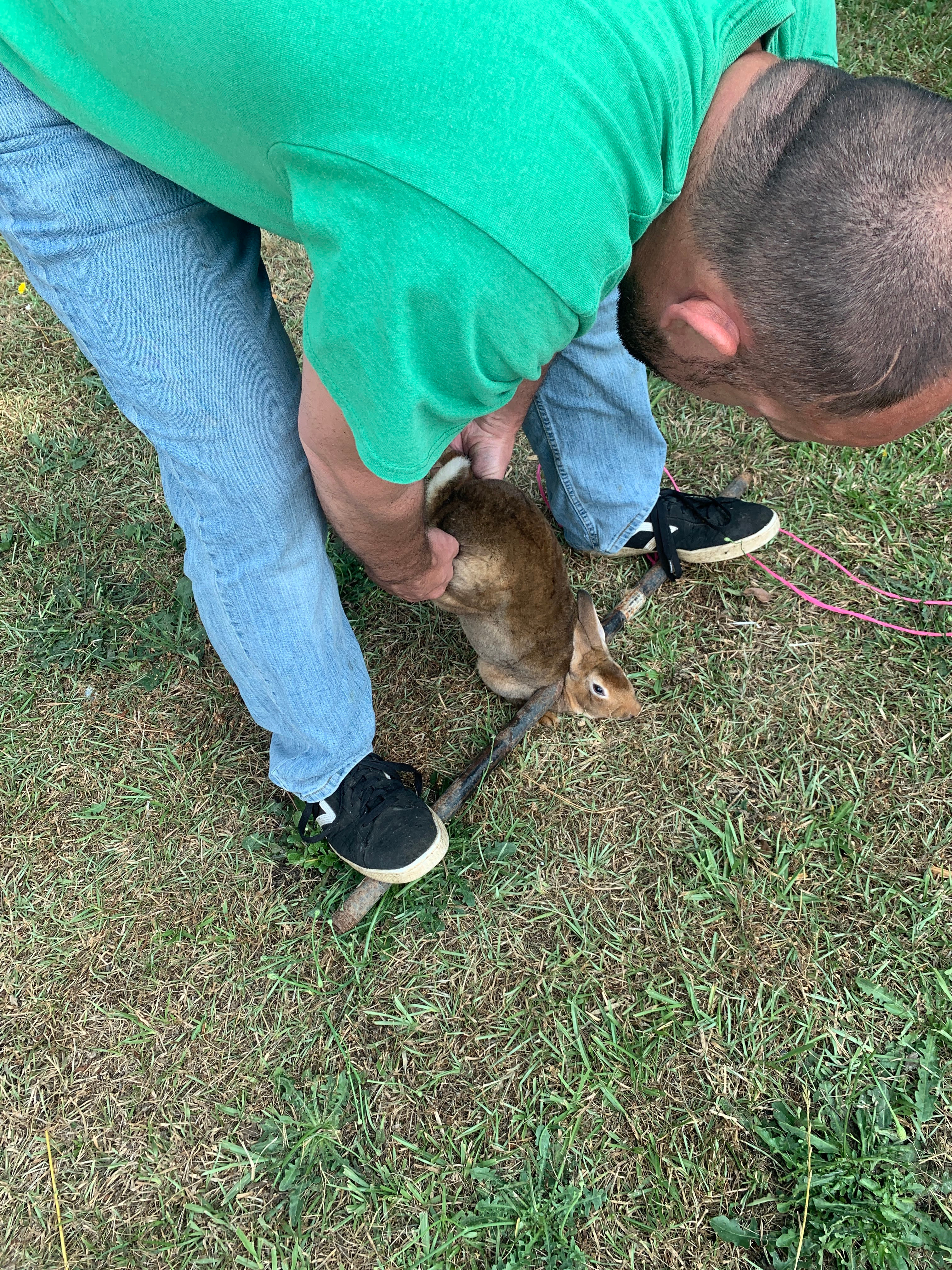 rabbit processing